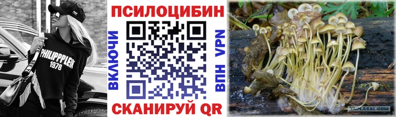 Купить где  Боровичи  Псилоцибиновые грибы мицелий 